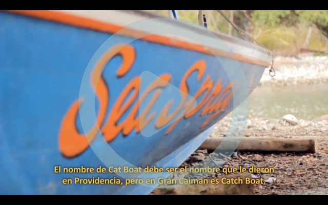 Cat boats 1